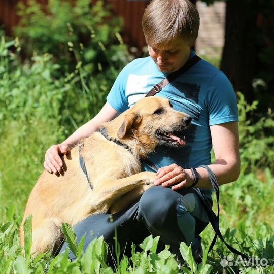 Собака в добрые руки