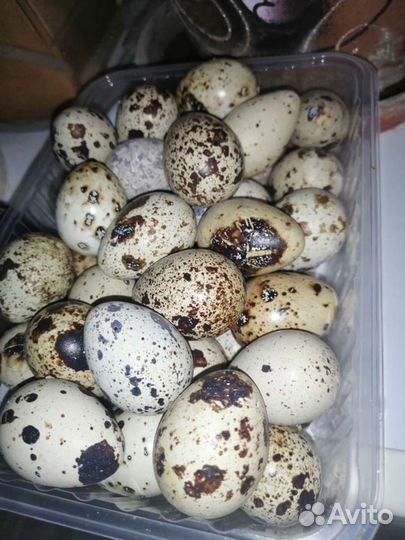 Инкубационное яйцо Перепелов Техасский