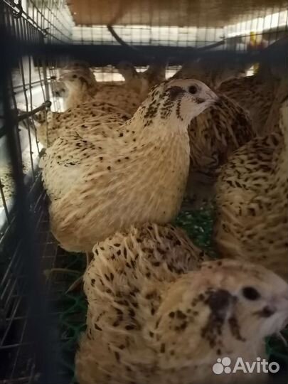 Перепёлки несушки