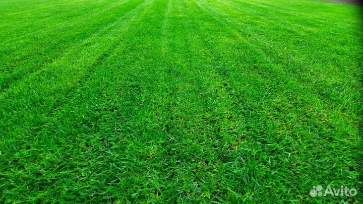 Рулонный газон с укладкой под ключ