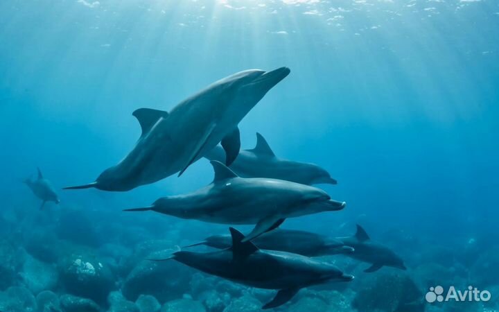 Энергетический Ретрит для девушек на Шри-Ланке