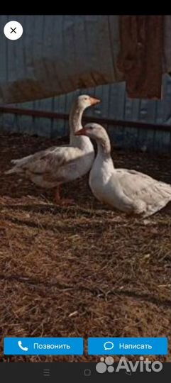 Гусак и гусыня