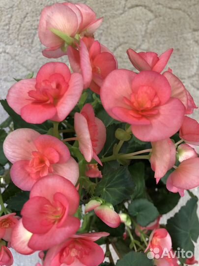 Бегония Элатиор коралловая