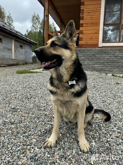Вязка восточно европейская овчарка