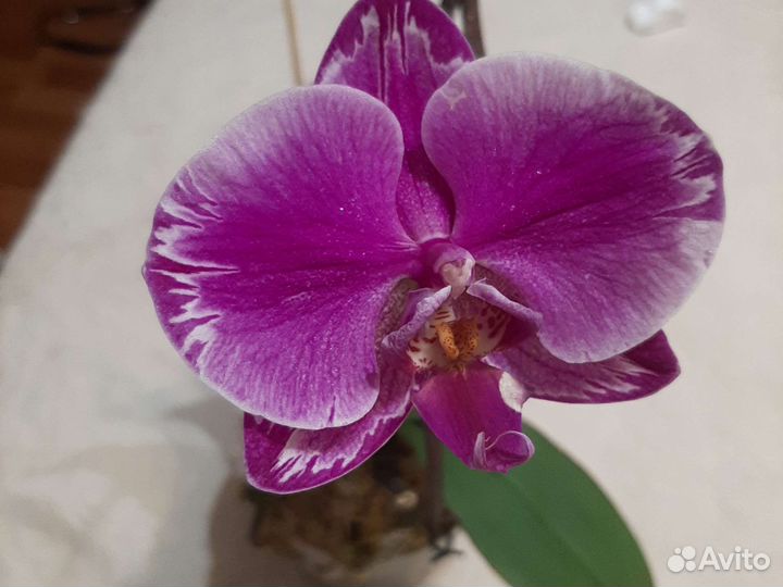 Орхидея
