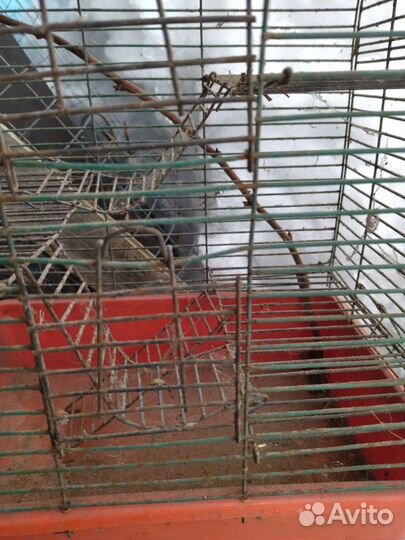 Клетка для крыс