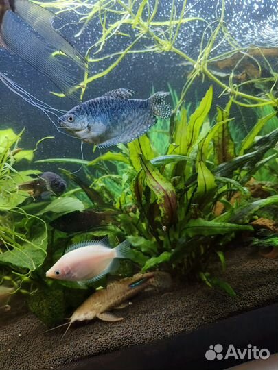 Гурами мраморный