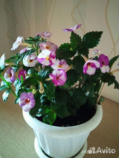 Ризомы ахименесов