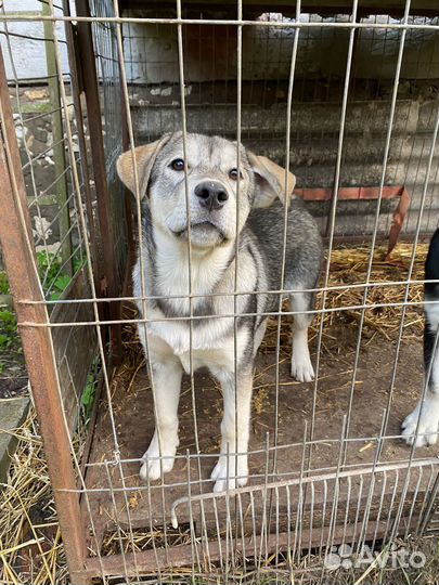 Щенки метисы