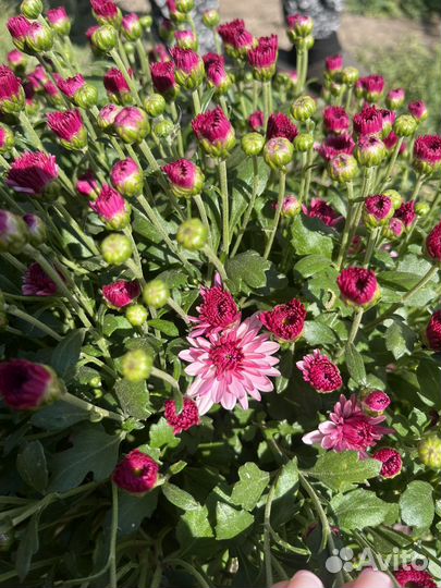 Хризантема мультифлора шарообразная