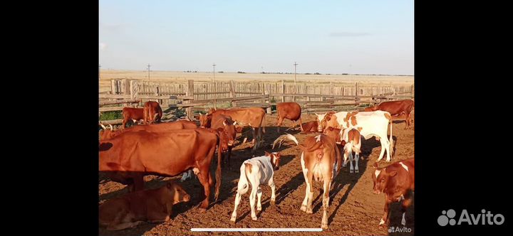 Корова стельная