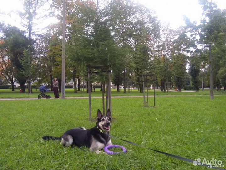 Домашний стационар.Догситтер.Дрессировка