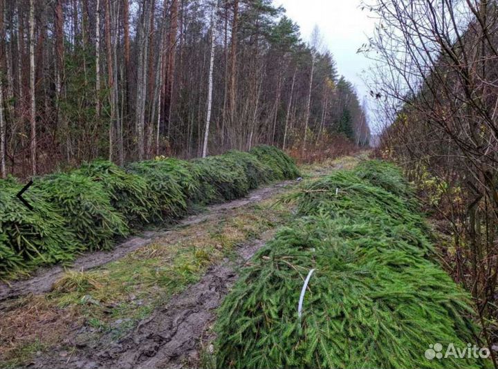 Лапник еловый для укрытия растений.ветки еловые