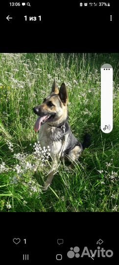 Щенки восточноевропейской овчарки