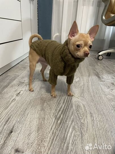 Вязка кобель чихуахуа