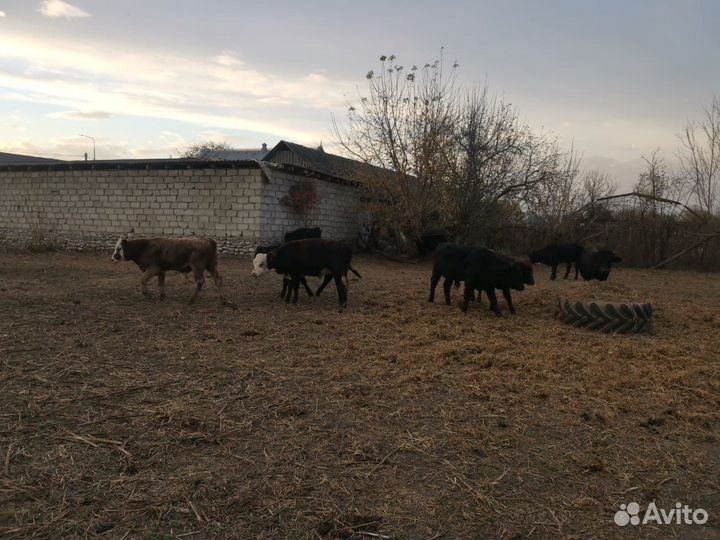 Бычки