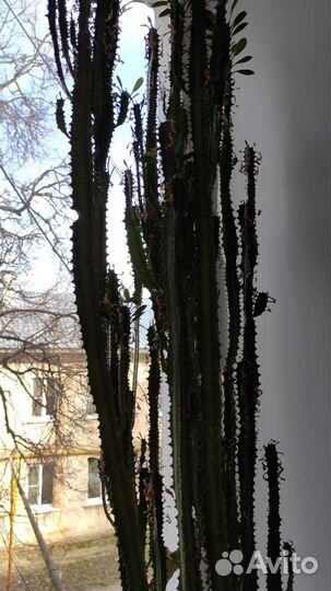 Молочай высота 135см