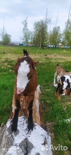 Козочки ламанча. Коза дойная