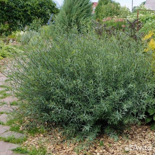 Ива хакуро нишики