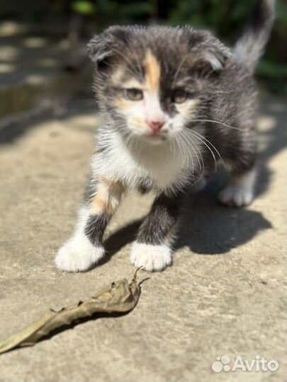 Вислоухие котята бесплатно