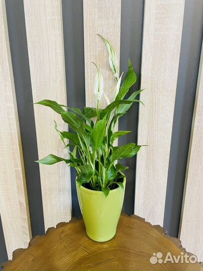 Комнатные растения