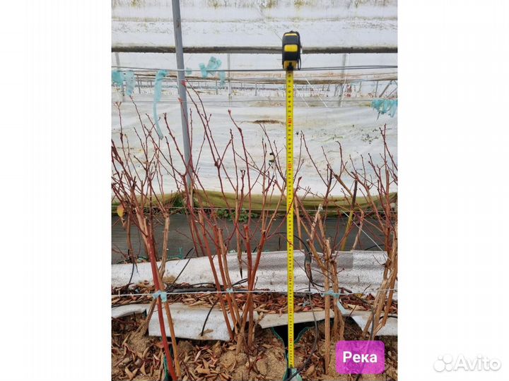 Голубика.Сорт Река 5 лет