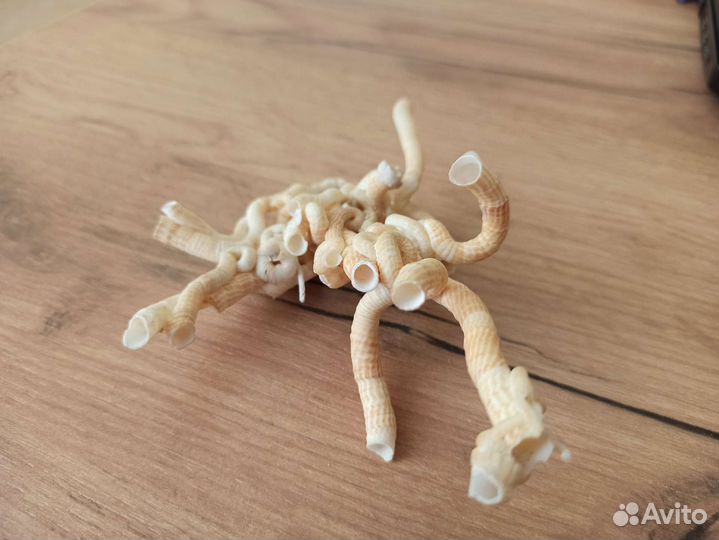 Морская раковина