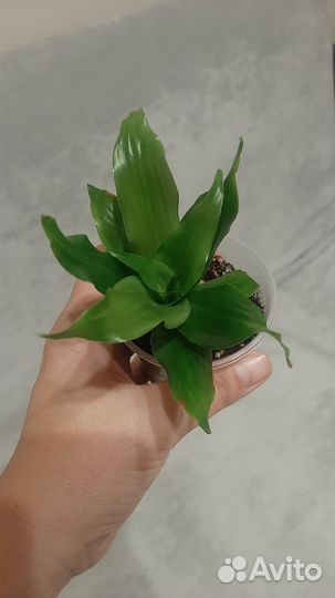 Пальма драцена