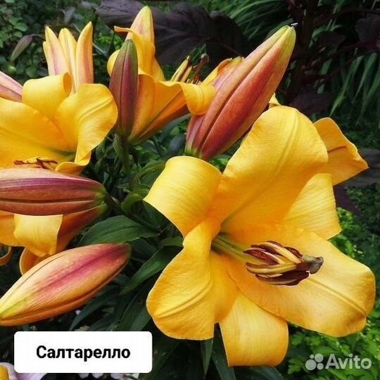 Цветы лилии луковицы