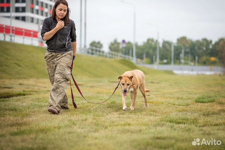 Sos домашний пёс в приюте ищет дом, пес Бен