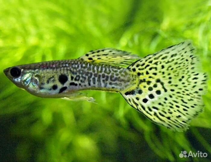 Рыбки Гуппи мальки