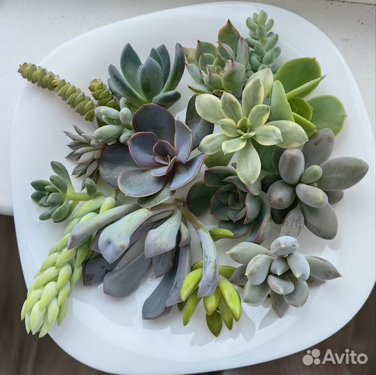 Набор черенков суккулентов