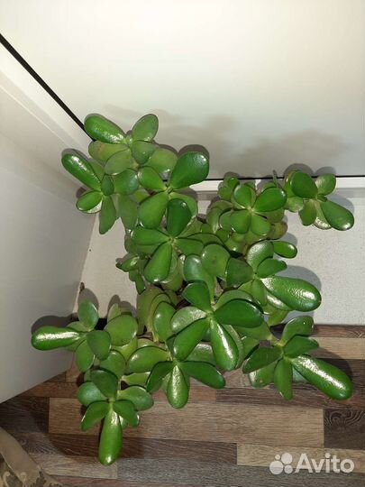 Толстянка 5шт 3года