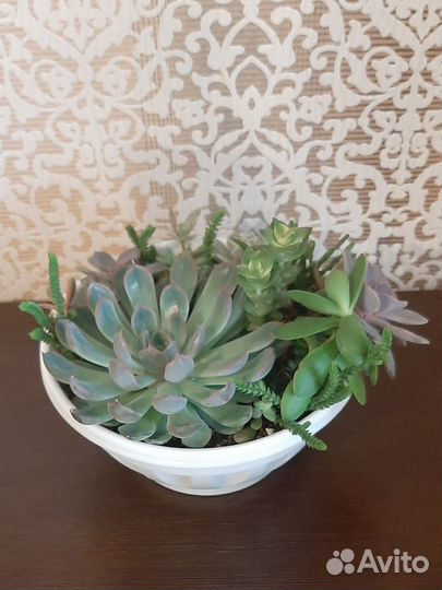 Композиция из суккулентов Суккуленты