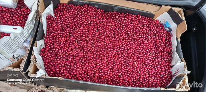 Брусника и черника Северная и свежая