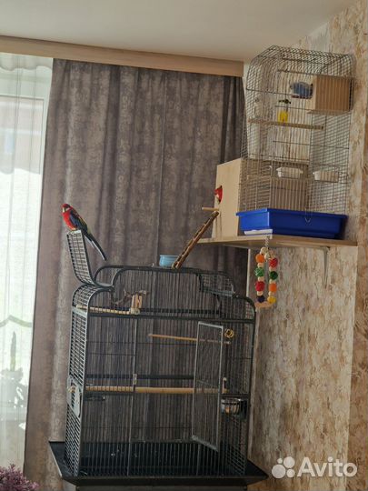 Попугай розелла