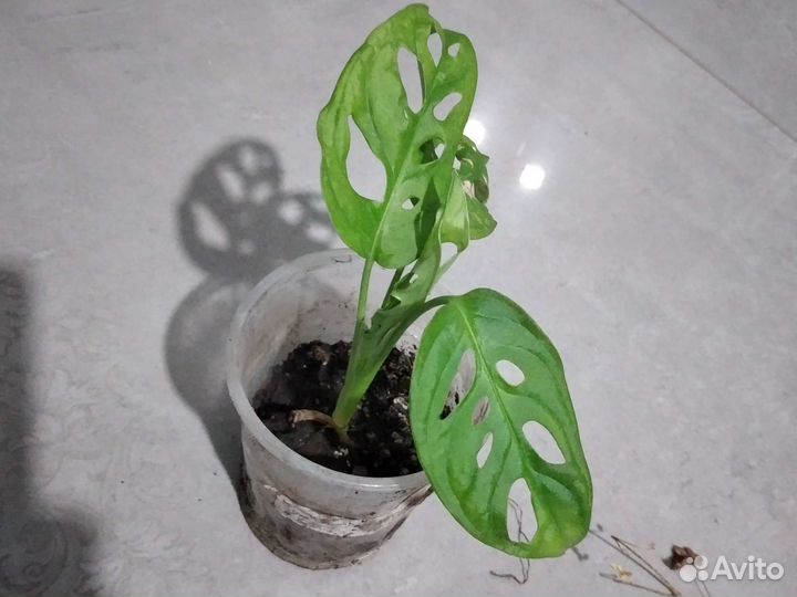 Монстера,монстера адонсона