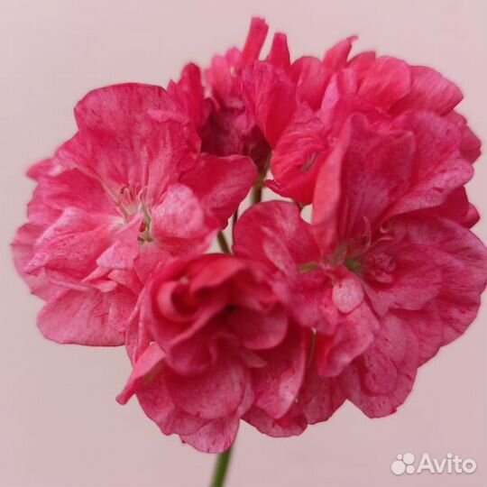 Пеларгония сортовая, герань