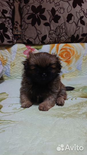 Щенки пекинеса