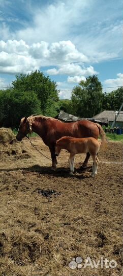 Кобыла жеребая