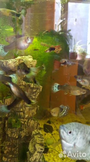 Аквариумные улитки, рыбки и корм для рыбок