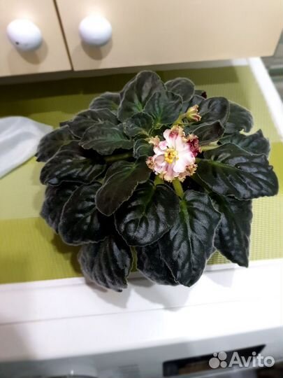 Фиалка в горшках