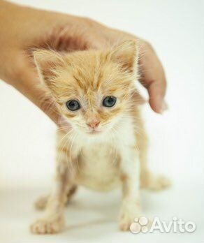 Котята рыжики