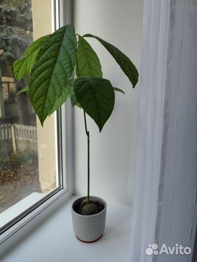 Авокадо растение