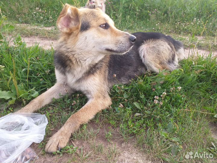 Собака в добрые руки