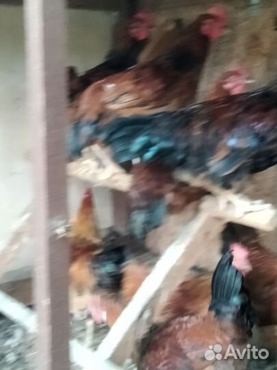 Отличная птица на мясо или на жизнь