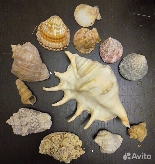 Handmade рукоделие ракушки