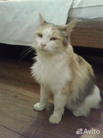 Трехцветная кошка Бонита