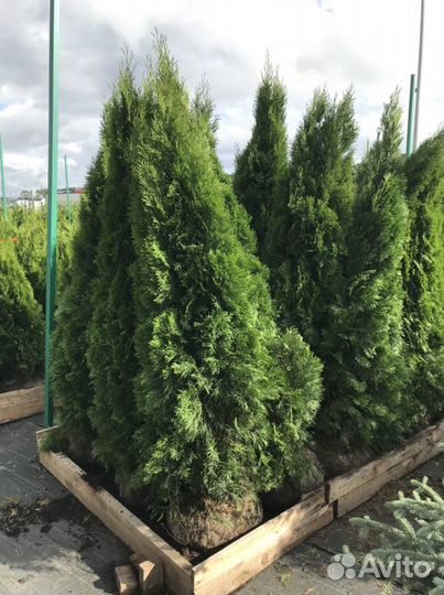 Смарагд туя