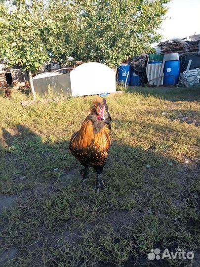 Павловские петухи